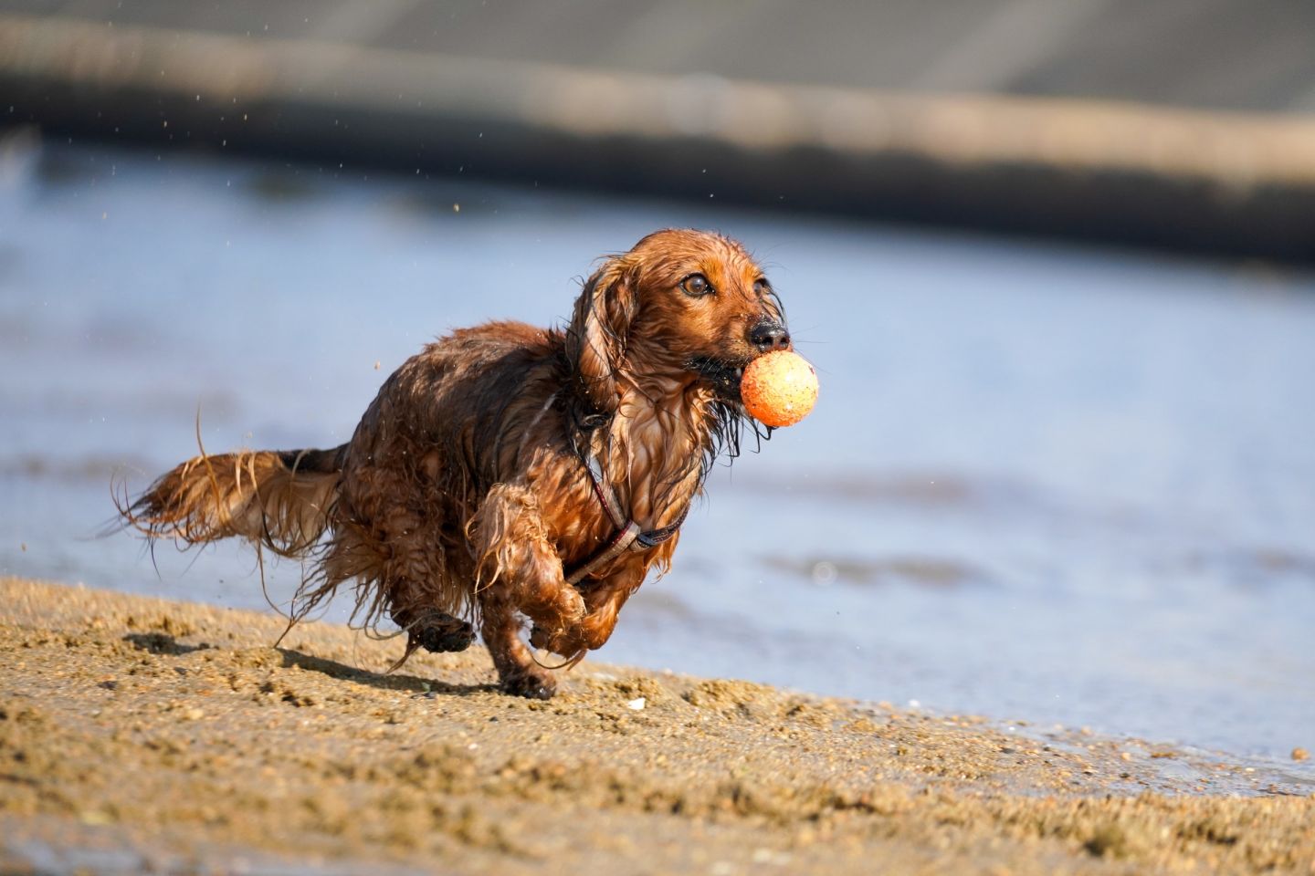 throwing ball for your dog